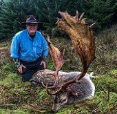Hunting Fallow Buck in New Zealand