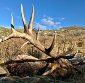 Wapiti