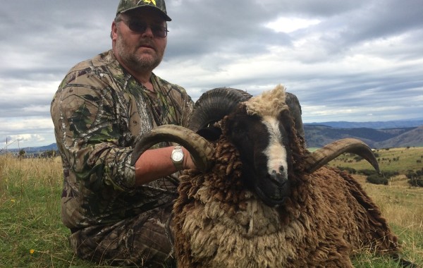 Arapawa Rams 2015