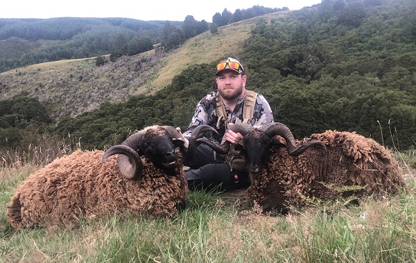 Arapawa Rams 2020