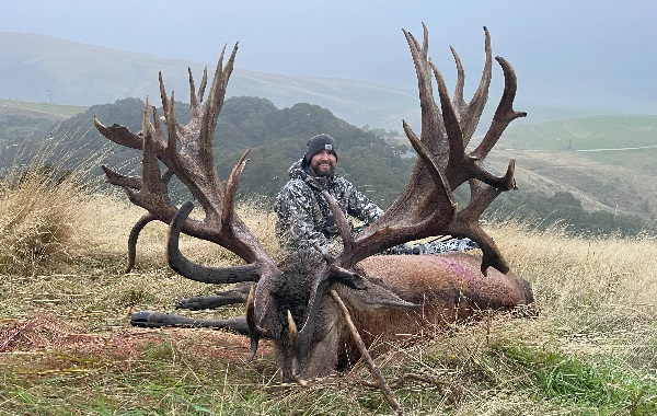 Red Stag 2023