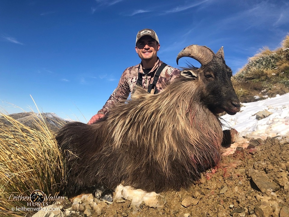 Tahr Hunting in New Zealand